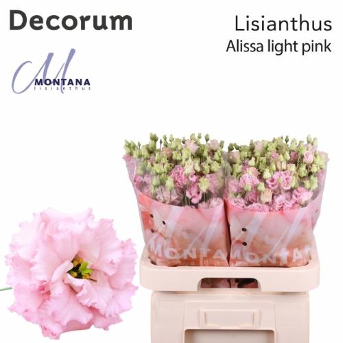 Eustoma russellianum gevuldbloemig 'Alissa Light Pink'