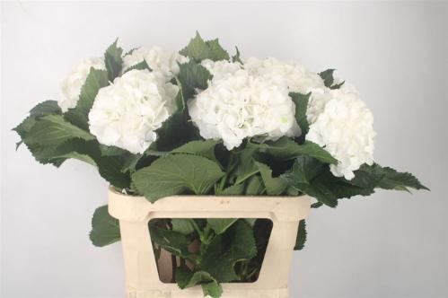 Hydrangea macrophylla 'Chelsea'