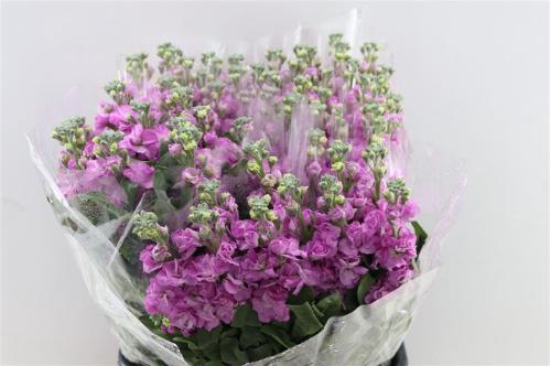Matthiola incana overig