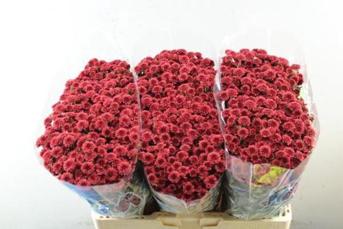 Chrysanthemum (Indicum Grp) tros santini Madiba Red Tyolo