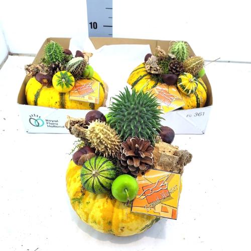 Cucurbita overig