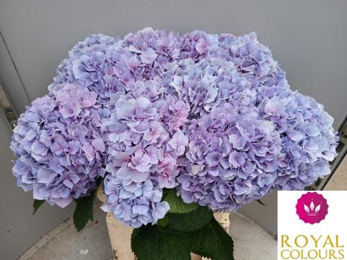 Hydrangea macrophylla Cassanova