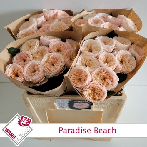 Rosa kleinbloemig Paradise Beach