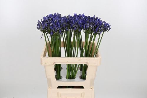 Agapanthus (Funnel Grp) 'Uri'