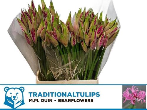 Nerine Bowdenii Grp 'Ras van Roon'