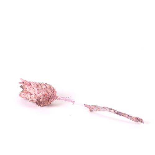 Barbigera medium erika frosted /Protea na stonke/