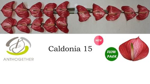 Anthurium (Andreanum Grp) Caldonia