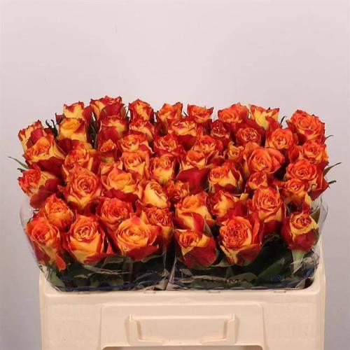 Rosa grootbloemig Silantoi