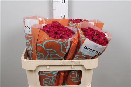Rosa tros Cheyenne