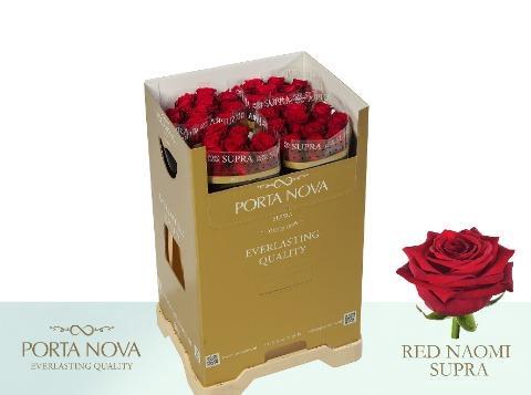 Rosa grootbloemig Red Naomi!