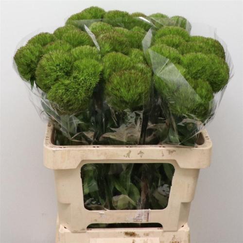 Dianthus barbatus Kiwi Mellow