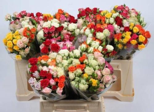 Rosa tros gemengd in bos