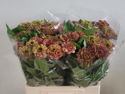 Zinnia elegans 'Queen Red Lime'