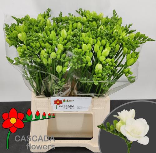 Freesia dubbel Essence