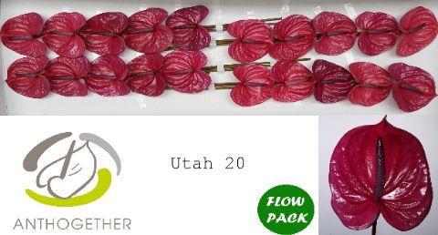 Anthurium (Andreanum Grp) Utah