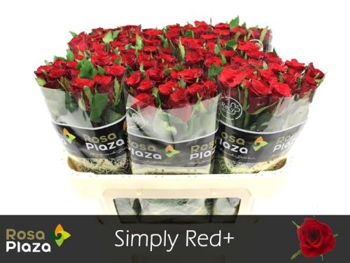 Rosa grootbloemig Simply Red+