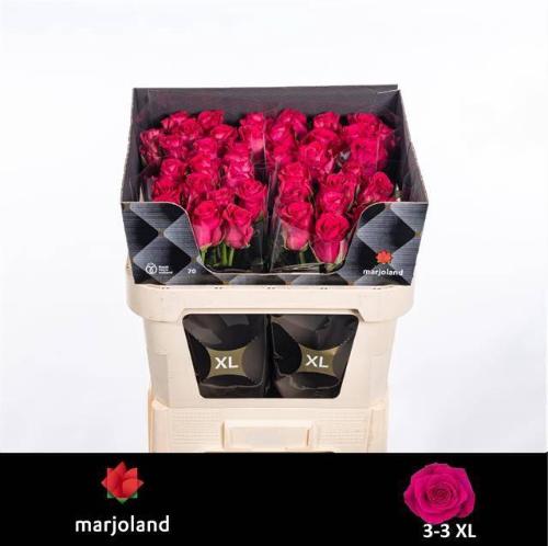 Rosa grootbloemig Xoch!