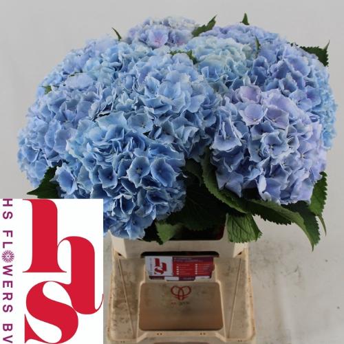 Hydrangea macrophylla 'Verena' (blauw)