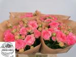 bb258aad-fa66-4def-9dd5-f4abb0050a32.jpg