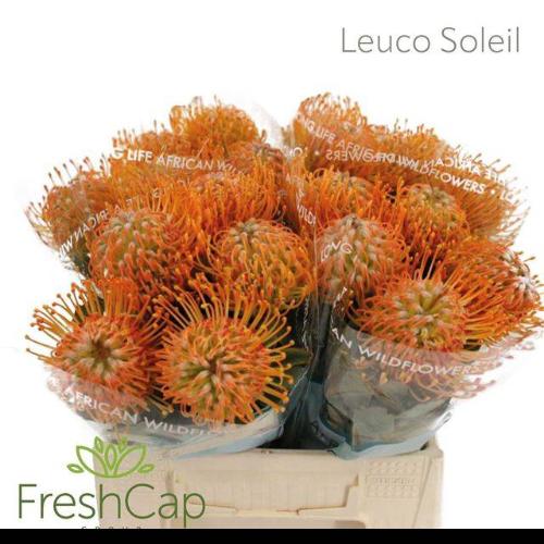 Leucospermum 'Soleil'