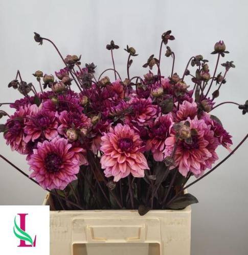 Dahlia (Waterlily Grp) 'Molly Raven'