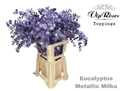 Eucalyptus cinerea kleurbehandeld per bos H%