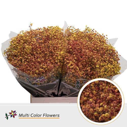 Gypsophila overig kleurbehandeld H%