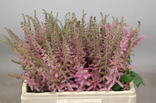 Astilbe chinensis 'Glitter and Glamour'