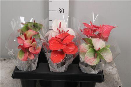 Anthurium Andreanum Grp Love Collectie