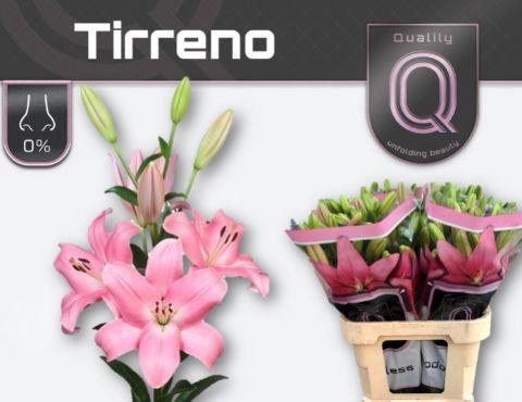 Lilium (LA-hybrids Grp) 'Tirreno'
