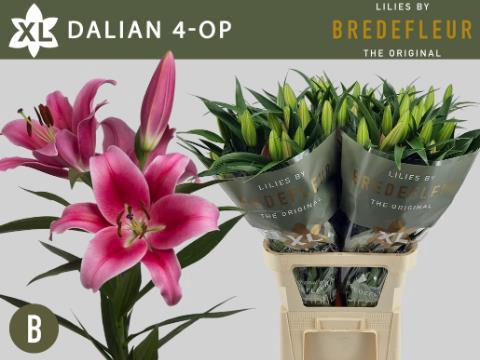 Lilium Oriental x Trumpet Grp 'Dalian'