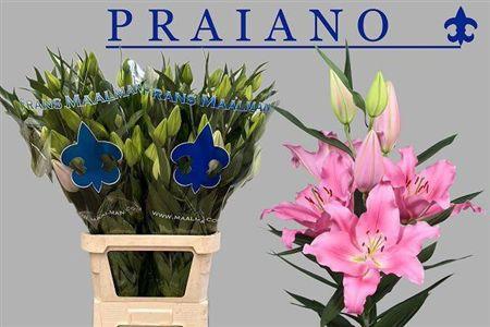 Lilium (Oriental Grp) 'Praiano'