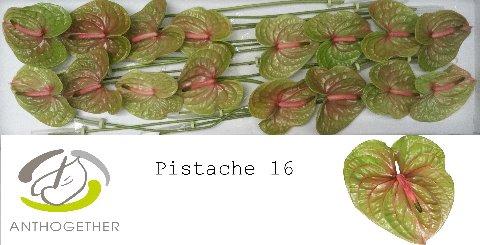 Anthurium Andreanum Grp Pistache