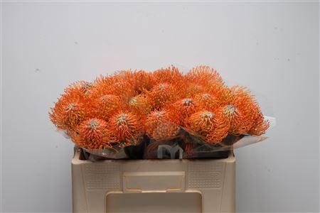 Leucospermum Ayoba Orange