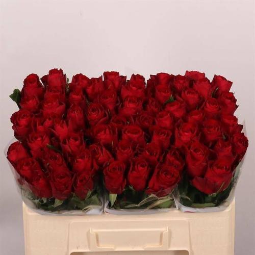 Rosa grootbloemig Madam Red