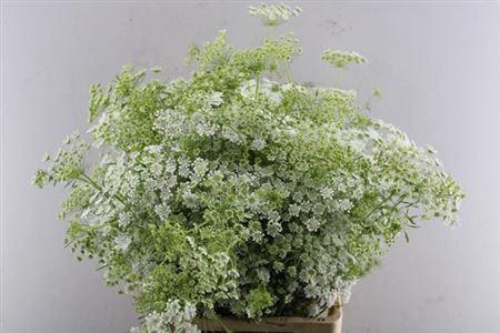 Ammi majus
