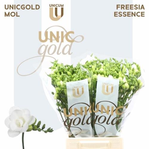 Freesia dubbel Essence