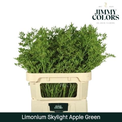 Limonium overig kleurbehandeld H%