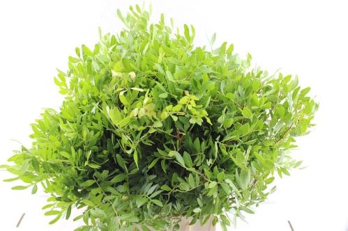 Pistacia (blad) per bos