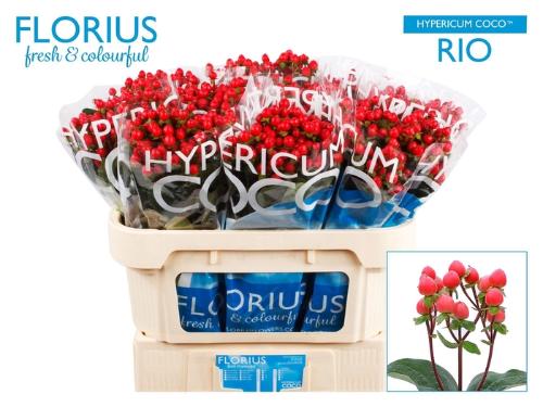 Hypericum Coco Rio