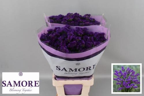 Limonium sinuatum Navy Sun Birds