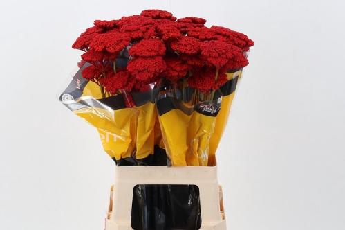 Achillea kleurbehandeld H%