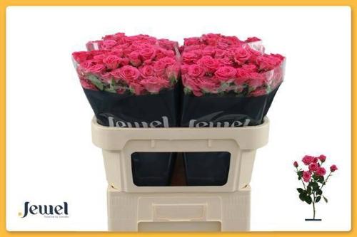 Rosa tros Lovely Lydia