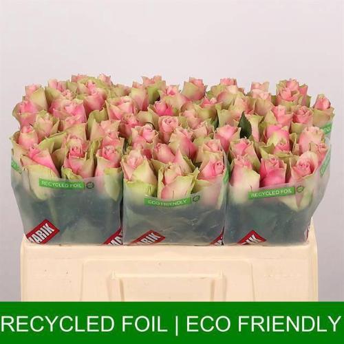 Rosa grootbloemig Belle Rose