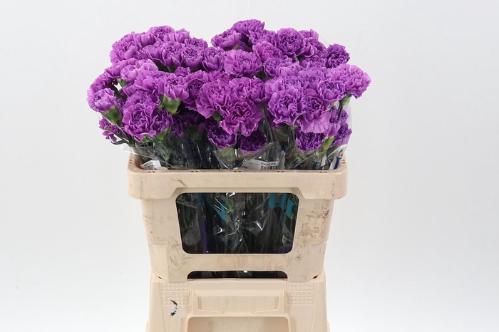 Dianthus standaard Florigene Moonlite