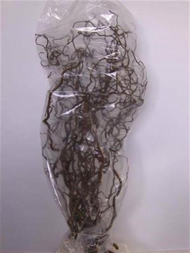 Corylus avellana 'Contorta'