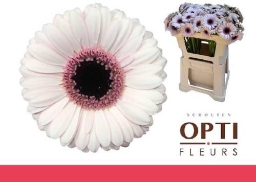 Gerbera mini Abby Lou