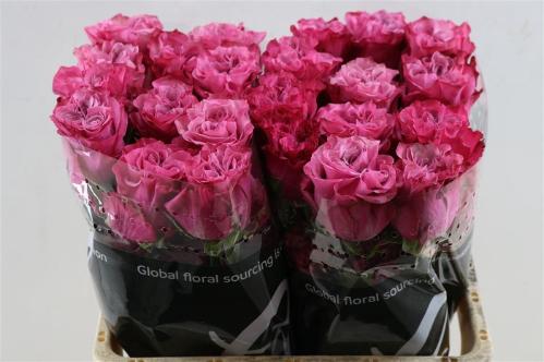 Rosa grootbloemig Country Spirit Blues