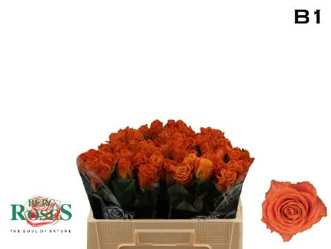 Rosa grootbloemig Clarence+