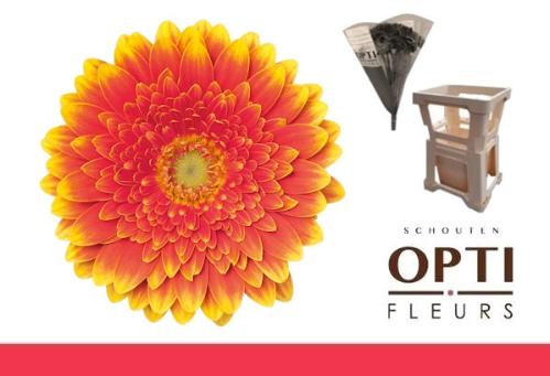 Gerbera mini 'Franky'